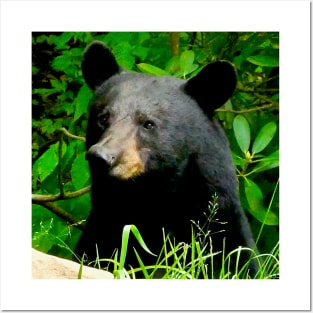 Blue Ridge Mountains Wild Black Bear Posters and Art